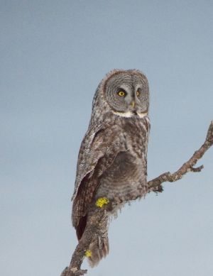 Blue Mtn Journal-Great Grey Owl-Watching